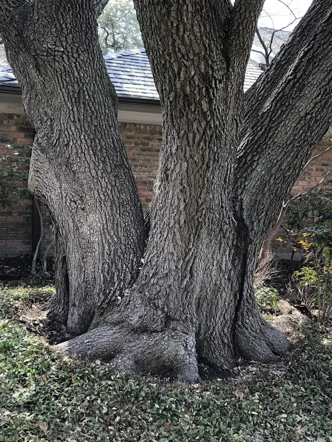 Mature heritage tree close to a Snow Hill property cared for by certified arborists